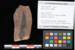 Foto (Objekt + Etikett) von Myrica lignitum Unger (NHMW-GEO-2024-0188-0567)